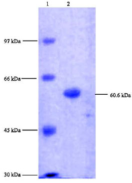 Image for - Molecular Cloning of the Gene 1355SPase Encoding a Sucrose Phosphorylase from the Bacterium Leuconostoc mesenteroides B-1355