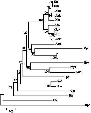 Image for - Sequence Analysis and Phylogeny of VirD4 Protein of Type IV Secretion System in Gram-Negative Bacteria