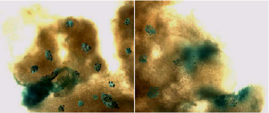 Image for - GUS Gene Transformation in Rice (Oryza sativa L.) Variety BRRI Dhan-30 Mediated by Agrobacterium tumefaciens
