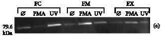 Image for - Novel PKC Localisation in Basic Condition and Subcellular Translocation after PMA Activation