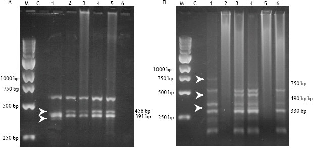 Image for - In vitro Selection and Characterization of Drought Tolerant Somaclones of Tropical Maize (Zea mays L.)