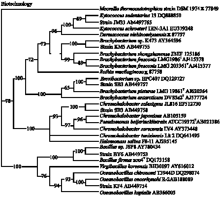 Image for - Phylogenetic Diversity of Organophosphorous Pesticide-Degrading  Coral Bacteria from Mid-West Coast of Indonesia