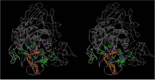 Image for - Molecular Modeling of a Predominant β-CGTase G1 and Analysis of Ionic Interaction in CGTase