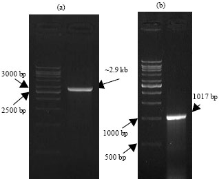 Image for - Isolation and Characterization of Glyceraldehyde-3-phosphate Dehydrogenase Gene of Trichoderma virens UKM1