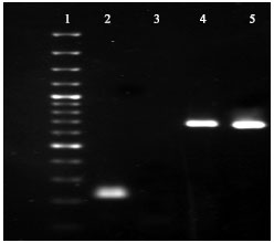 Image for - Semiquantitative RT-PCR Analysis to Assess the Expression Levels of Wcor14 Transcripts in Winter-Type Wheat