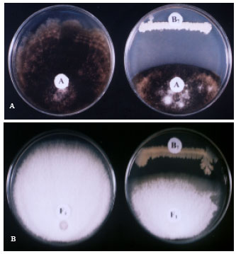 Image for - Bioprocessing and Scaling-up Cultivation of Bacillus subtilis as a Potential Antagonist to Certain Plant Pathogenic Fungi, III