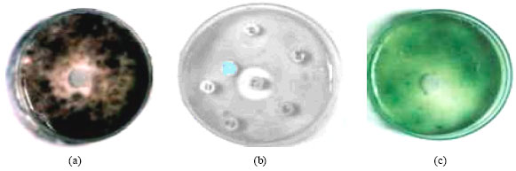 Image for - Evaluation for the Production of Antialgal Substances from Streptomyces neyagawaensis