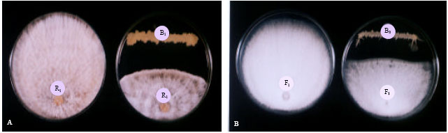 Image for - Antagonistic and Inhibitory Effect of Bacillus subtilis Against Certain Plant Pathogenic Fungi, I