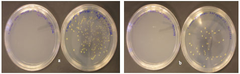 Image for - Selective in vitro Activity of Marine Extract on Genes Encoding Membrane Synthesis of Methicillin Resistance Staphylococcus aureus