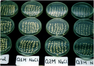 Image for - Investigations of in vitro Selection for Salt Tolerant Lines in Sour Orange (Citrus aurantium L.)