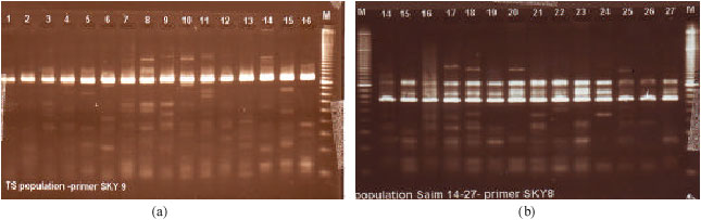 Image for - The Use of Locus Specific Microsatellite Markers for Detecting Genetic  Variation in Hatchery bred Probarbus jullienii