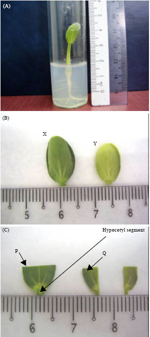 Image for - In vitro Shoot Regeneration of Citrullus vulgaris Schrad (Watermelon)