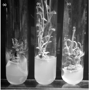 Image for - Regeneration of Stevia rebaudiana and Analysis of Somaclonal Variation by RAPD