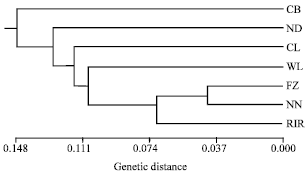 Image for - Analysis of Genetic Diversity in Bangladeshi Chicken using RAPD Markers