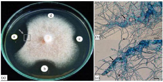 Image for - Antagonistic Effects of Streptomyces sp. SRM1 on Colletotrichum musae