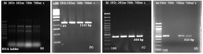 Image for - Selective in vitro Activity of Marine Extract on Genes Encoding Membrane Synthesis of Methicillin Resistance Staphylococcus aureus