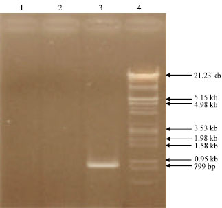 Image for - Molecular Cloning of Glutamine Synthetase cDNA from Lactuca sativa: Sequence Analysis and Gene Expression during Storage