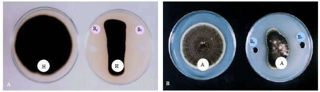 Image for - Antagonistic and Inhibitory Effect of Bacillus subtilis Against Certain Plant Pathogenic Fungi, I