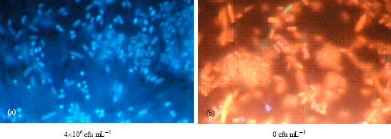 Image for - Augmented Survival of Bacteria Within Biofilms to Exposure to an Atmospheric Pressure Non-Thermal Plasma Source