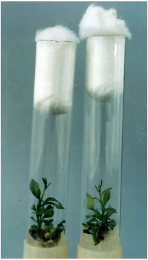 Image for - Investigations of in vitro Selection for Salt Tolerant Lines in Sour Orange (Citrus aurantium L.)