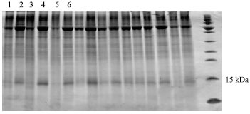 Image for - Semiquantitative RT-PCR Analysis to Assess the Expression Levels of Wcor14 Transcripts in Winter-Type Wheat