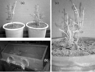 Image for - Regeneration of Stevia rebaudiana and Analysis of Somaclonal Variation by RAPD