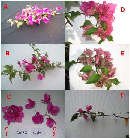 Image for - The Effects of Naphthaleneacetic Acid and Gibberellic Acid in Prolonging Bract Longevity and Delaying Discoloration of Bougainvillea spectabilis