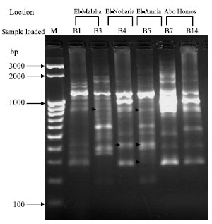 Image for - Molecular Characterization and Batch Fermentation of Bacillus subtilis  as Biocontrol Agent, II