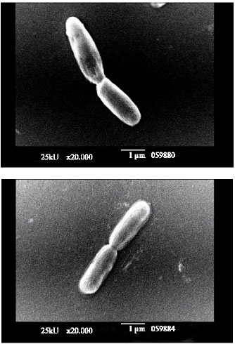 Image for - Molecular Characterization of Some Novel Marine Alicyclobacillus Strains, Capable of Removing Lead from a Heavy Metal Contaminated Sea Spot