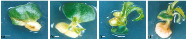 Image for - In vitro Regeneration of Garden Balsam, Impatiens balsamina Using Cotyledons Derived from Seedlings