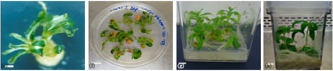 Image for - In vitro Regeneration of Garden Balsam, Impatiens balsamina Using Cotyledons Derived from Seedlings