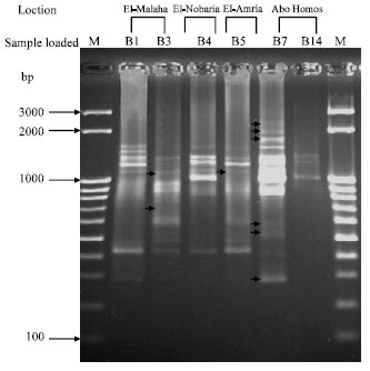 Image for - Molecular Characterization and Batch Fermentation of Bacillus subtilis  as Biocontrol Agent, II