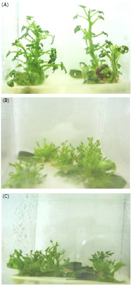 Image for - In vitro Shoot Regeneration of Citrullus vulgaris Schrad (Watermelon)