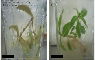 Image for - Optimization and Transformation of Garden Balsam, Impatiens balsamina, Mediated by Microprojectile Bombardment