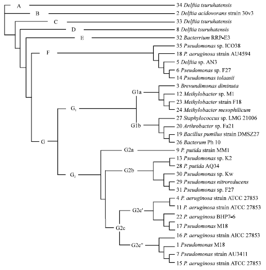 Image for - Molecular Characterization and Phylogenetic Analyses of Heavy Metal Removal Bacteria from the Persian Gulf