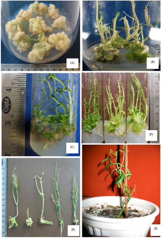 Image for - Induction of Morphogenetic Callus and Multiple Shoot Regeneration in Ceropegia pusilla Wight and Arn.