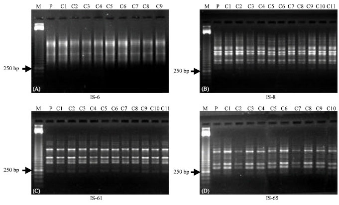 Image for - Determination of Genetic Integrity in Long-term Micropropagated Plantlets of Allium ampeloprasum L. Using ISSR Markers