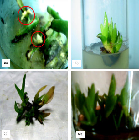 Image for - A Novel Strategy for in vitro Conservation of Aloe vera L. through Long Term Shoot Culture