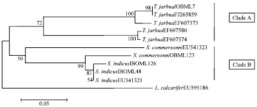 Image for - DNA Barcoding of Stolephorus indicus, Stolephorus commersonnii and Terapon jarbua of Parangipettai Coastal Waters