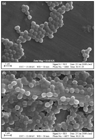Image for - Isolation and Characterization of Biosurfactant Producing Bacteria from Caspian Sea
