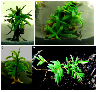 Image for - In Vitro Micropropagation of Yew (Taxus Baccata) and Production of Plantlets