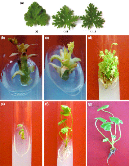 Image for - Clonal Propagation of Different Cultivars of Pelargonium graveolens (L’ Herit.) viz., Reunion, Bourbon and Egyptian