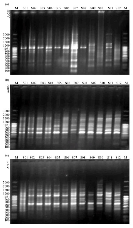 Image for - Genetic Variation of the Iranian Sclerotinia sclerotiorum Isolates by Standardizing DNA Polymorphic Fragments