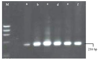 Image for - Methods for Precise Molecular Detection of Probiotic Microflora: Using Adjusted Molecular Biology Protocols, Primer Sets and PCR Assays