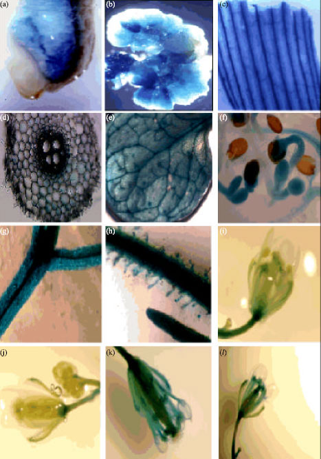 Image for - Deletion Analysis of the Sugarcane bacilliform virus Promoter Activity in Monocot and Dicot Plants