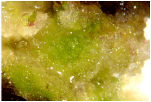 Image for - Enhanced Development of Embryogenic Callus in Stevia rebaudiana Bert. by Additive and Amino acids