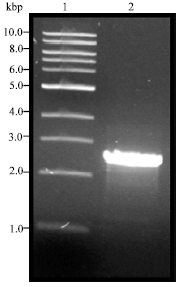 Image for - Isolation of Lipase Gene of the Thermophilic Geobacillus stearothermophilus Strain-5