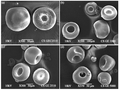 Image for - Chitosan Microparticles Prepared by the Water-in-Oil Emulsion Solvent Diffusion Method for Drug Delivery
