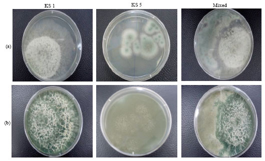 Image for - Isolation and Selection of Appropriate Cellulolytic Mixed Microbial  Cultures for Cellulases Production from Oil Palm Empty Fruit Bunch