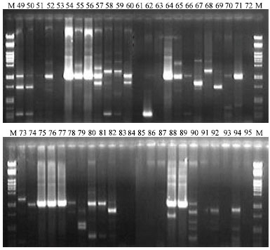Image for - WITHDRAWN: Development of a Combined Molecular Diagnostic and DNA Fingerprinting Technique for Rice Bacteria Pathogens in Africa